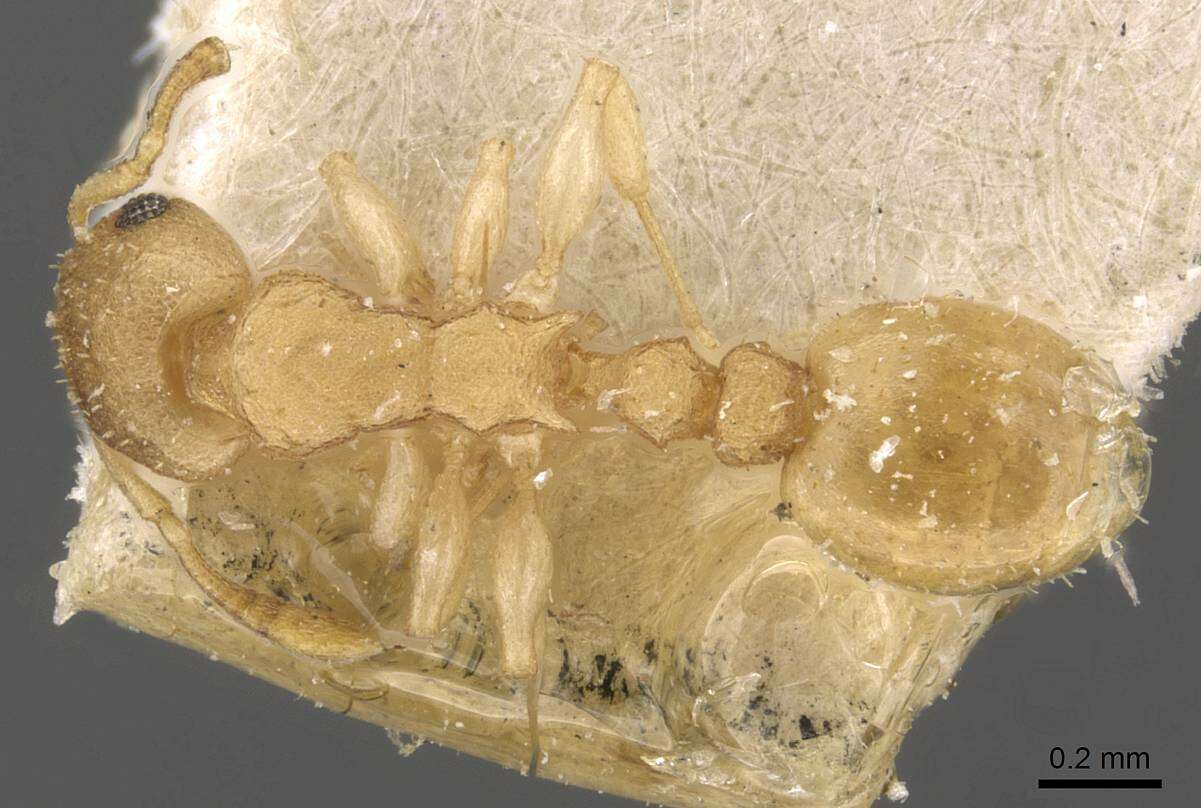 Image of Nesomyrmex innocens