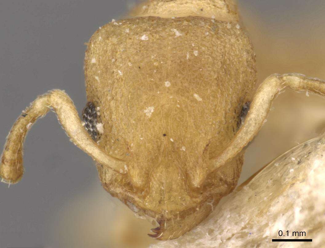 Image of Nesomyrmex innocens