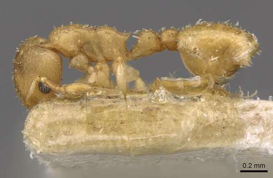 Image of Nesomyrmex innocens