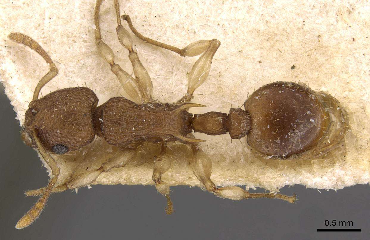 Image of Vombisidris jacobsoni