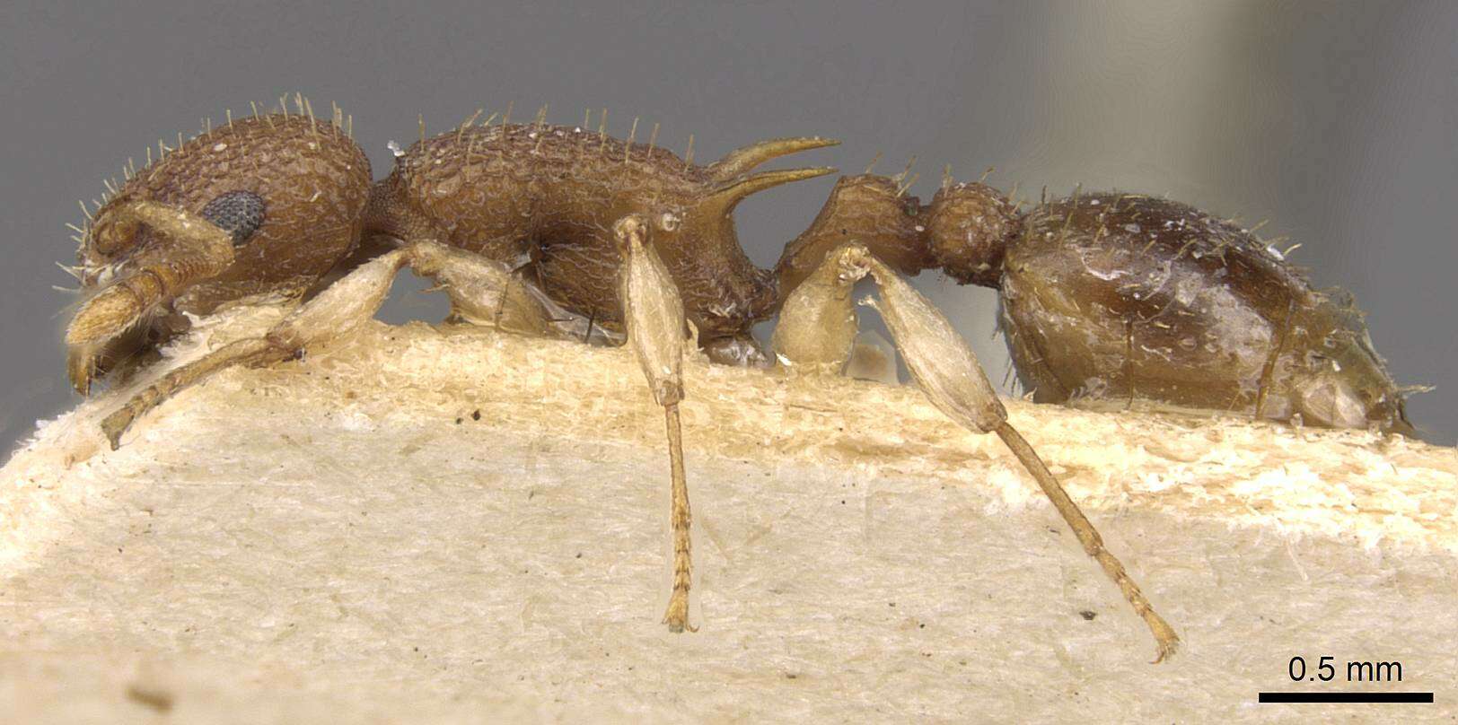 Image de Vombisidris jacobsoni