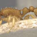 Image of Nesomyrmex schwebeli