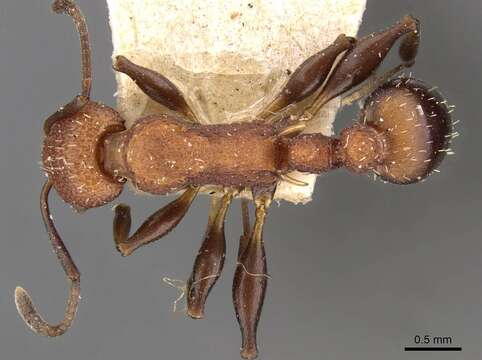 Image of Nesomyrmex sculptiventris