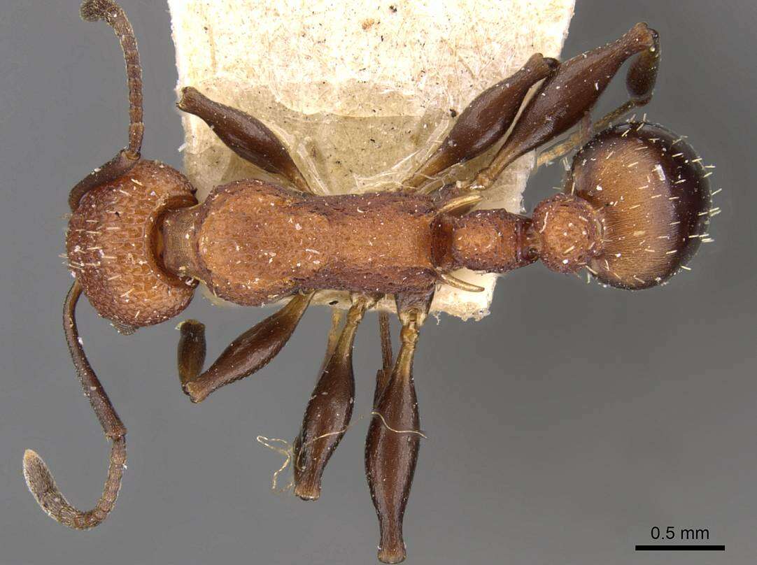 Image of Nesomyrmex sculptiventris