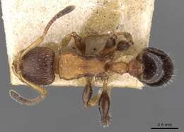 Image of Nesomyrmex