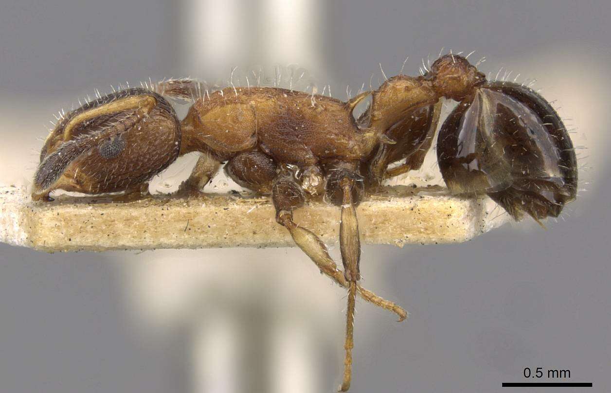 Image of Nesomyrmex