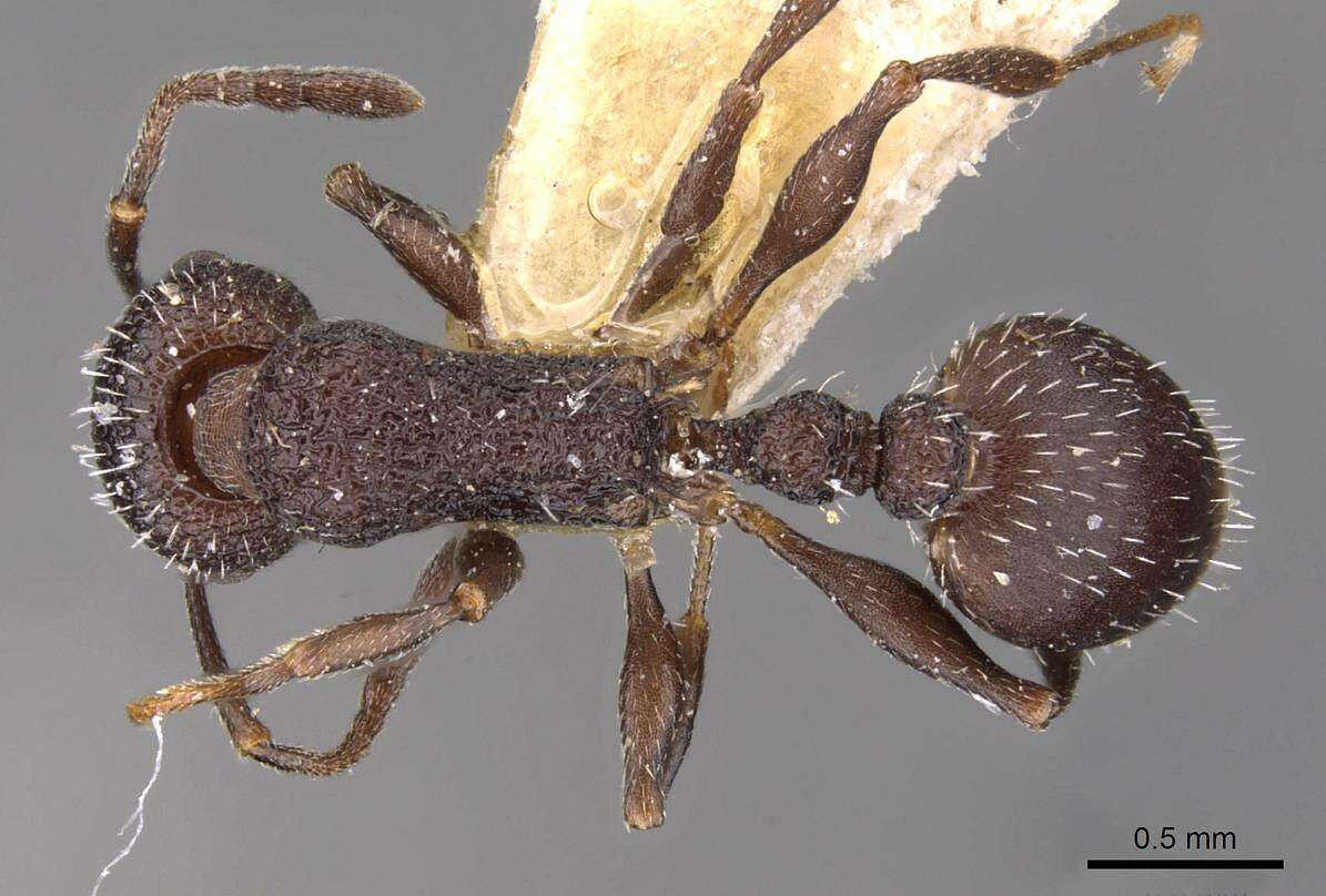 Image de Temnothorax bugnioni