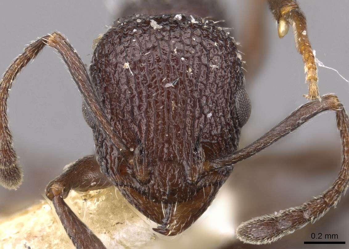 Image de Temnothorax bugnioni