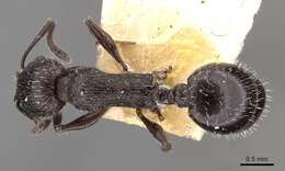 Image of <i>Temnothorax cabrerae</i>