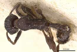 Image of <i>Temnothorax cabrerae</i>