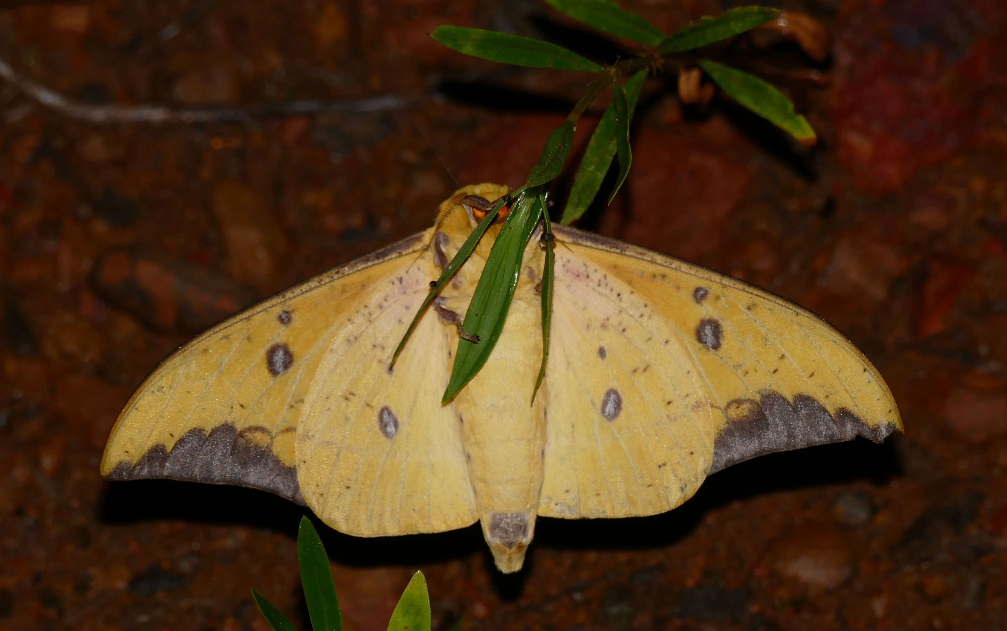 Eacles imperialis cacicus (Boisduval 1868)的圖片