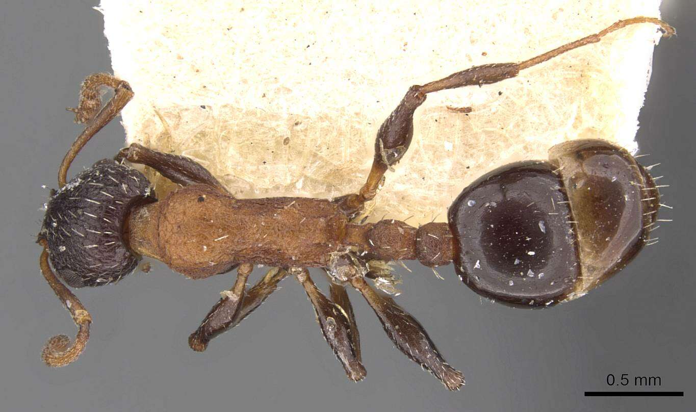 Image of Temnothorax risii