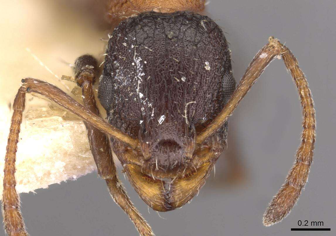 Image of Temnothorax risii