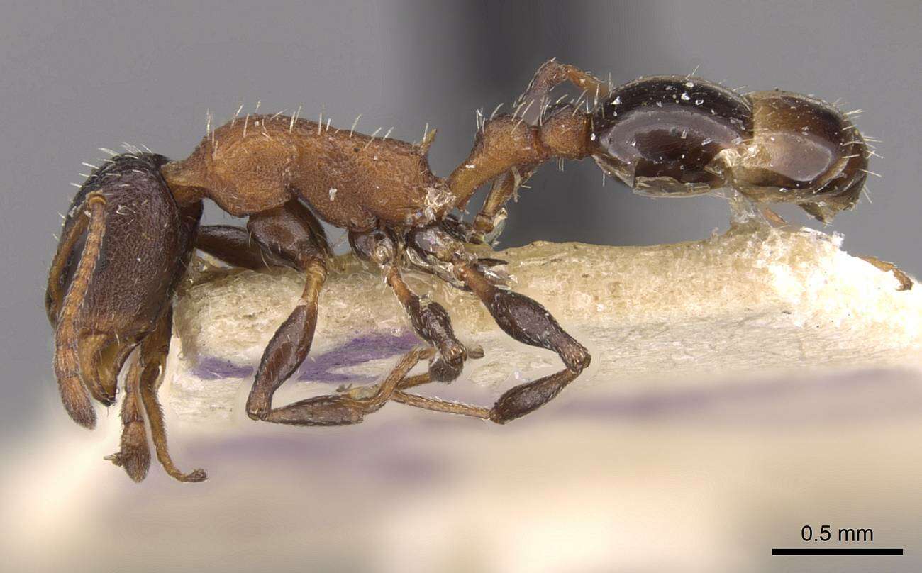 Image of Temnothorax risii