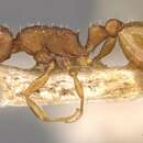 Image de Temnothorax aeolius