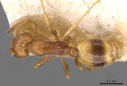 Image of <i>Temnothorax graecus</i>