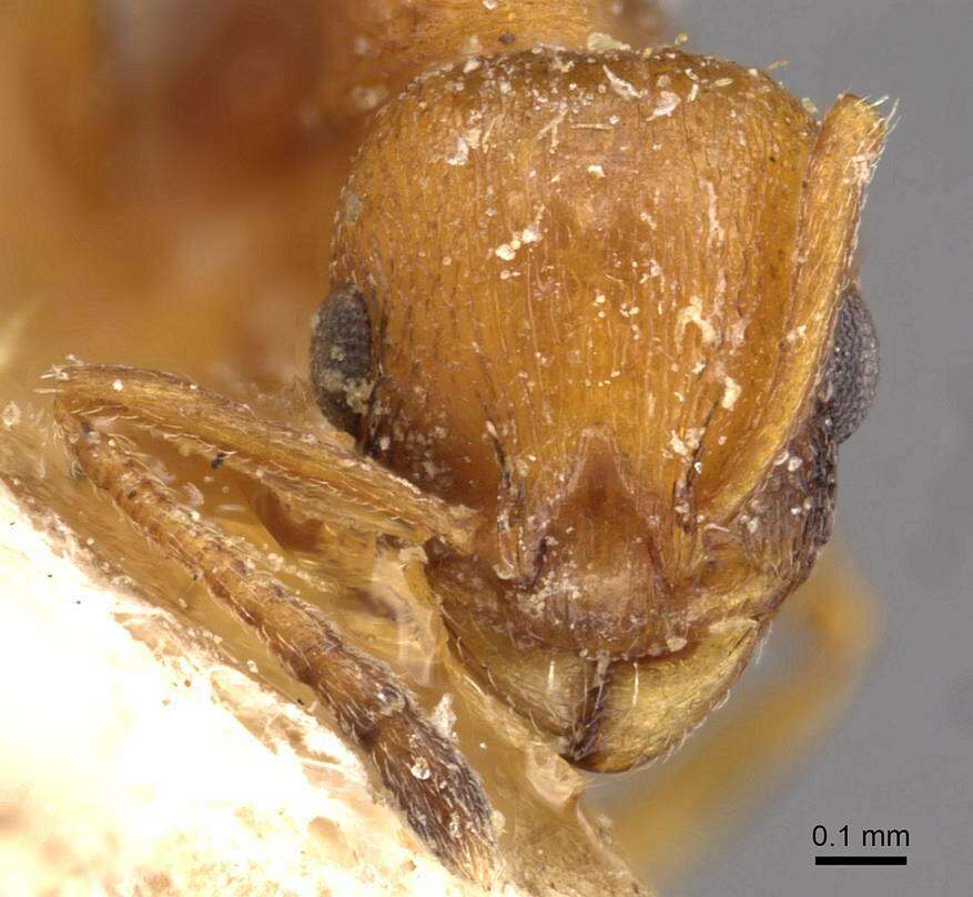 Image of <i>Temnothorax graecus</i>