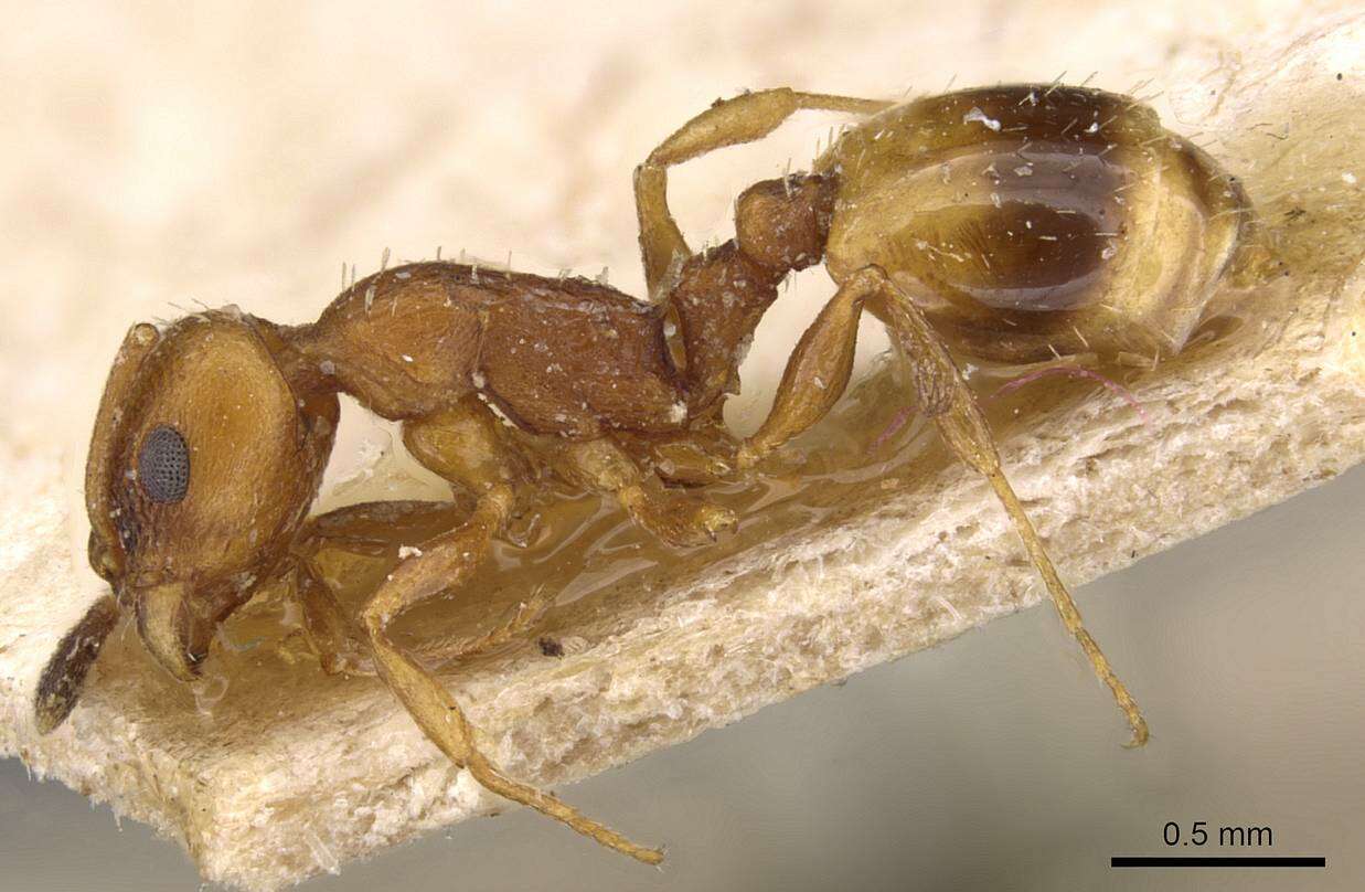 Image de <i>Temnothorax graecus</i>