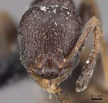 Image de <i>Temnothorax spinosior</i>