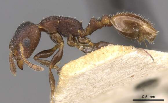 Image of Temnothorax convexus