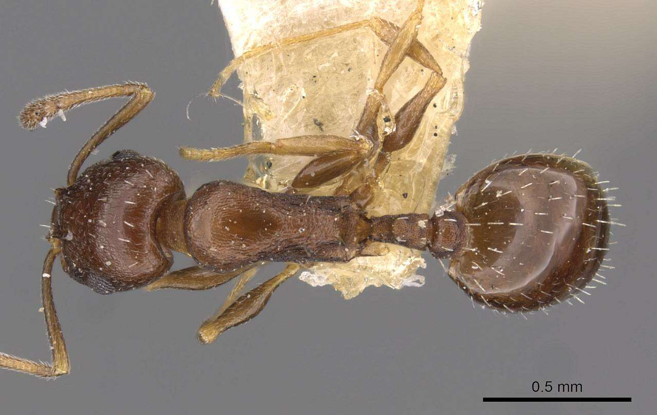 Image of <i>Temnothorax exilis</i>