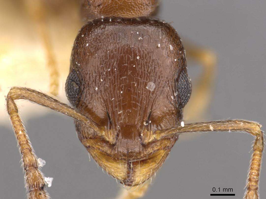 Image of <i>Temnothorax exilis</i>