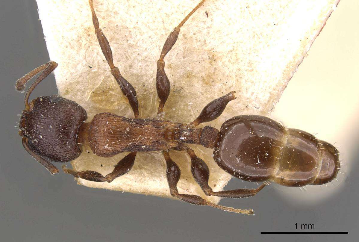 Image of Temnothorax santschii