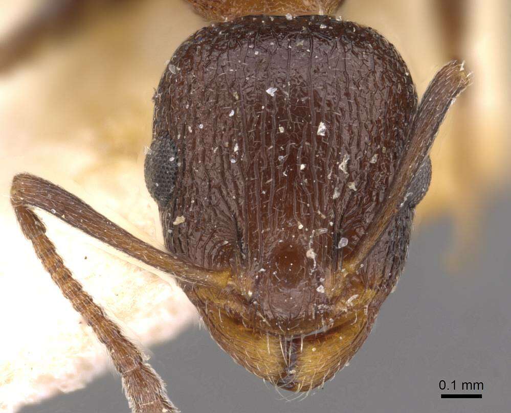 Image of Temnothorax santschii