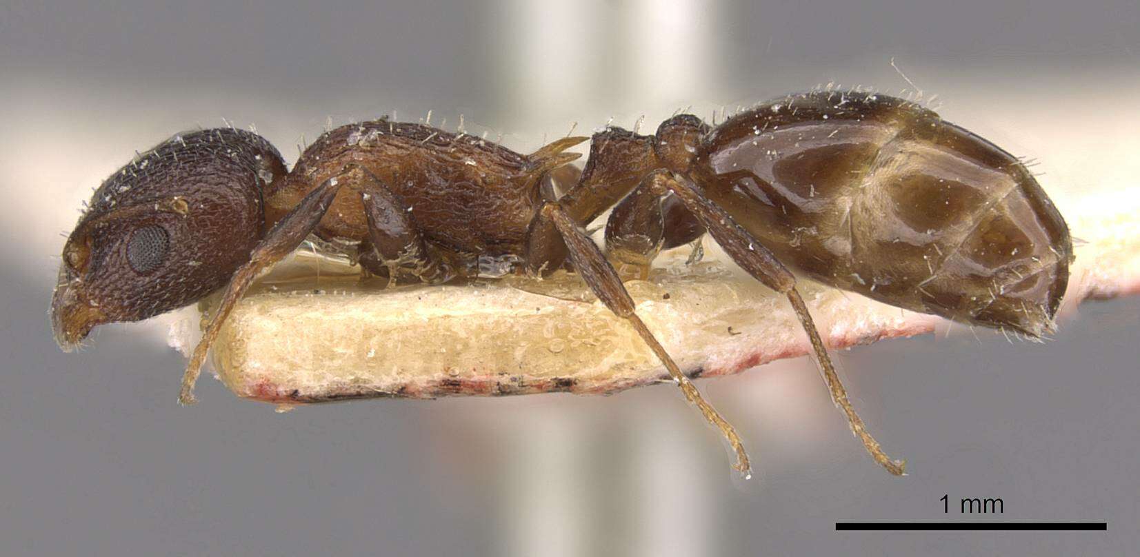 Image of Temnothorax santschii