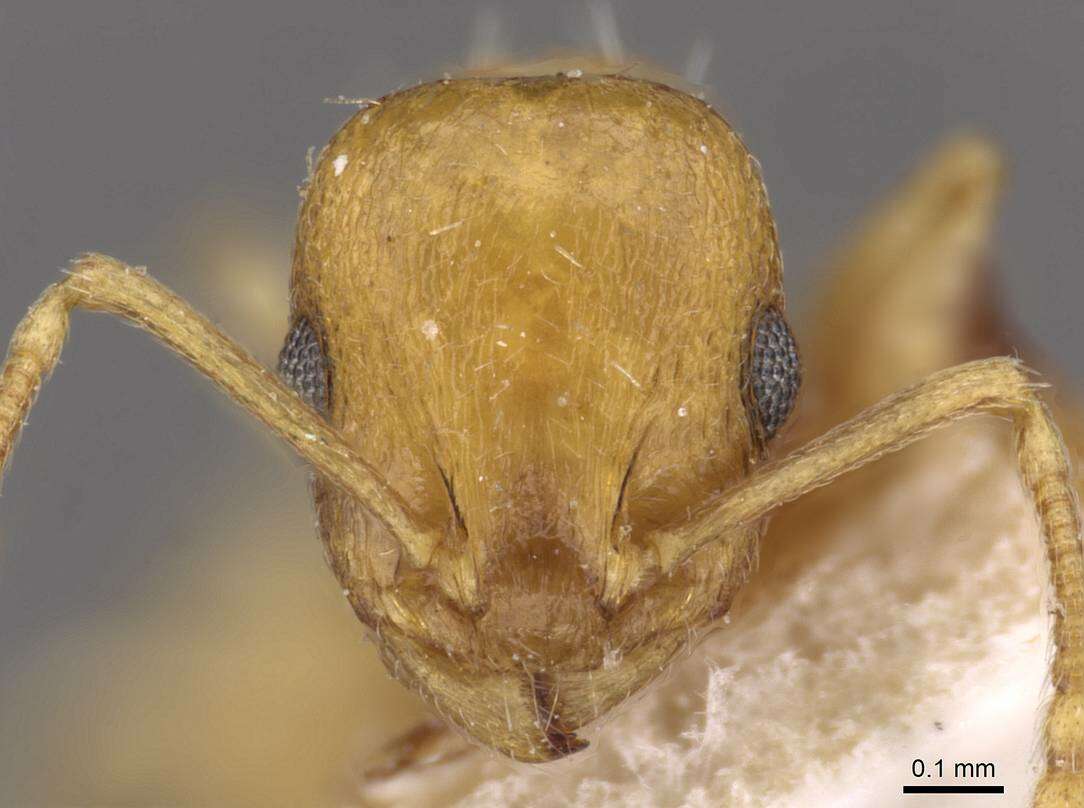 Image of <i>Temnothorax luteus</i>