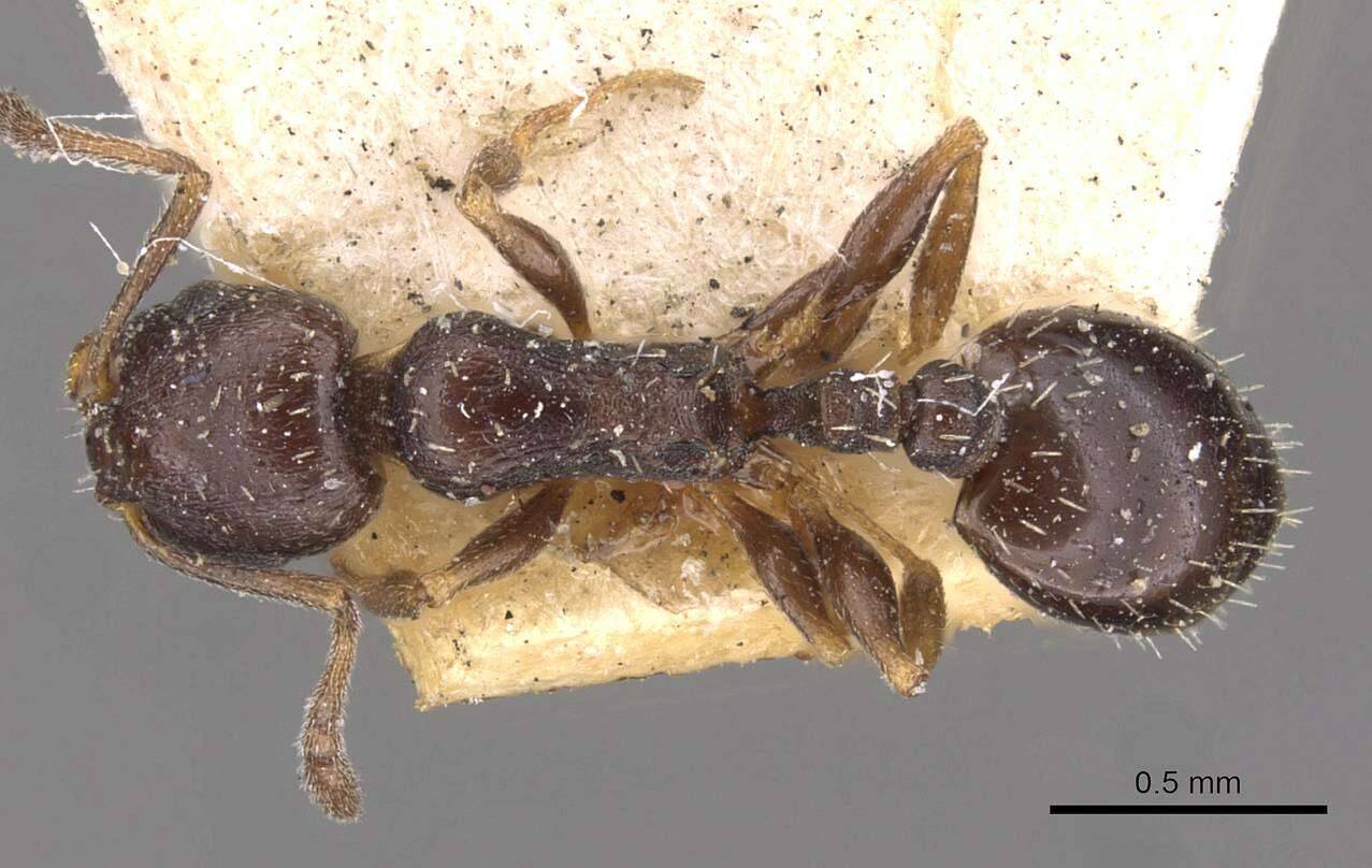 Image of Temnothorax niger