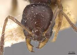 Image of Temnothorax niger