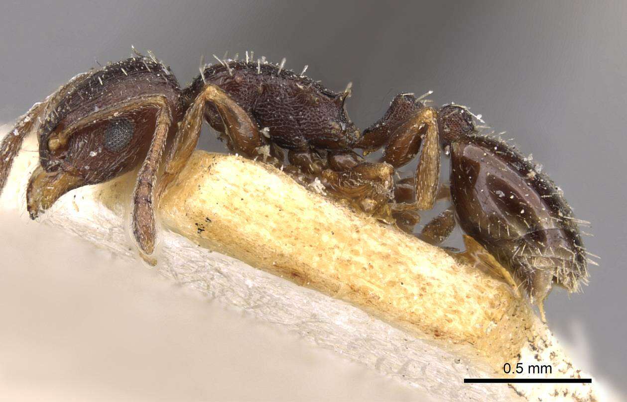 Image of Temnothorax niger