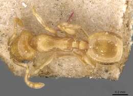 Image of Temnothorax tebessae