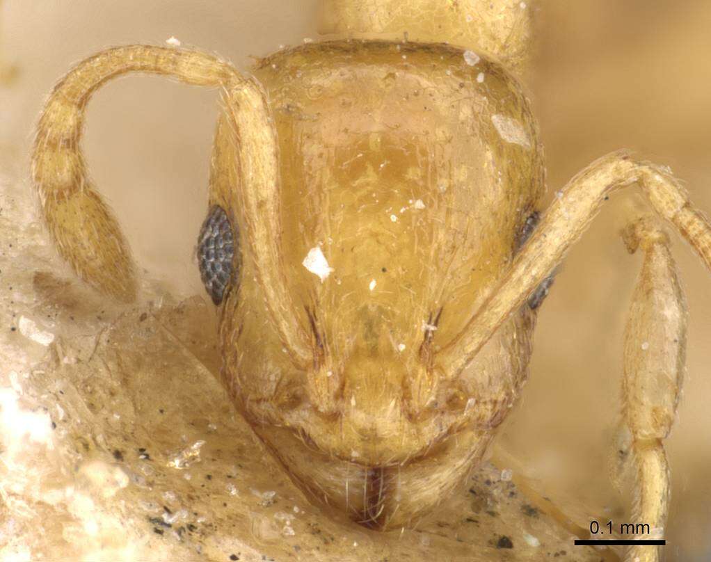 Image of Temnothorax tebessae