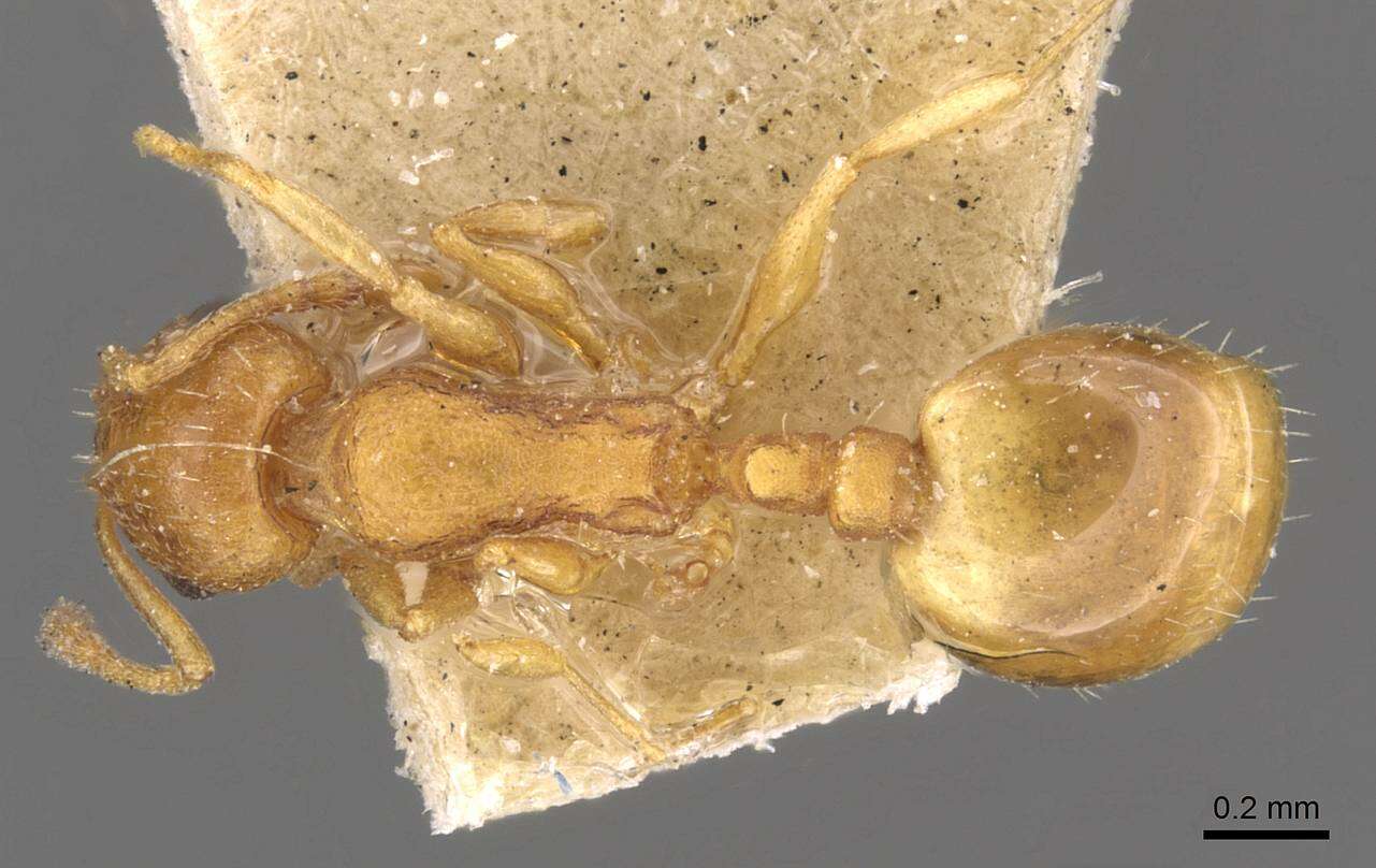 Image of Temnothorax tebessae