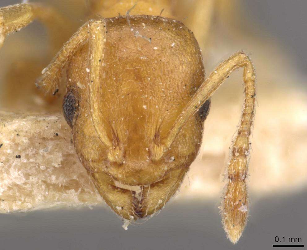 Image of Temnothorax tebessae