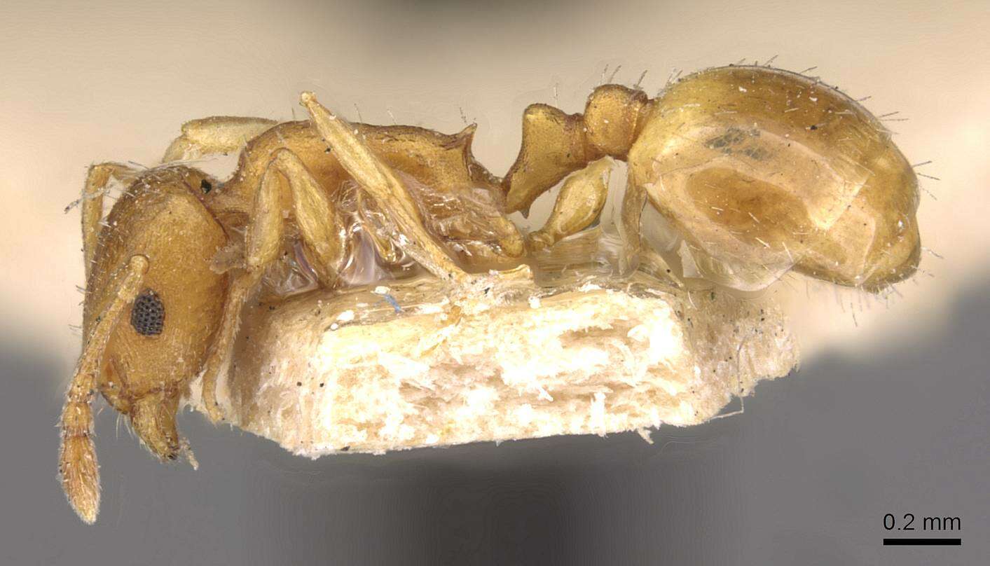 Image of Temnothorax tebessae