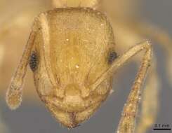 Image de Temnothorax tebessae