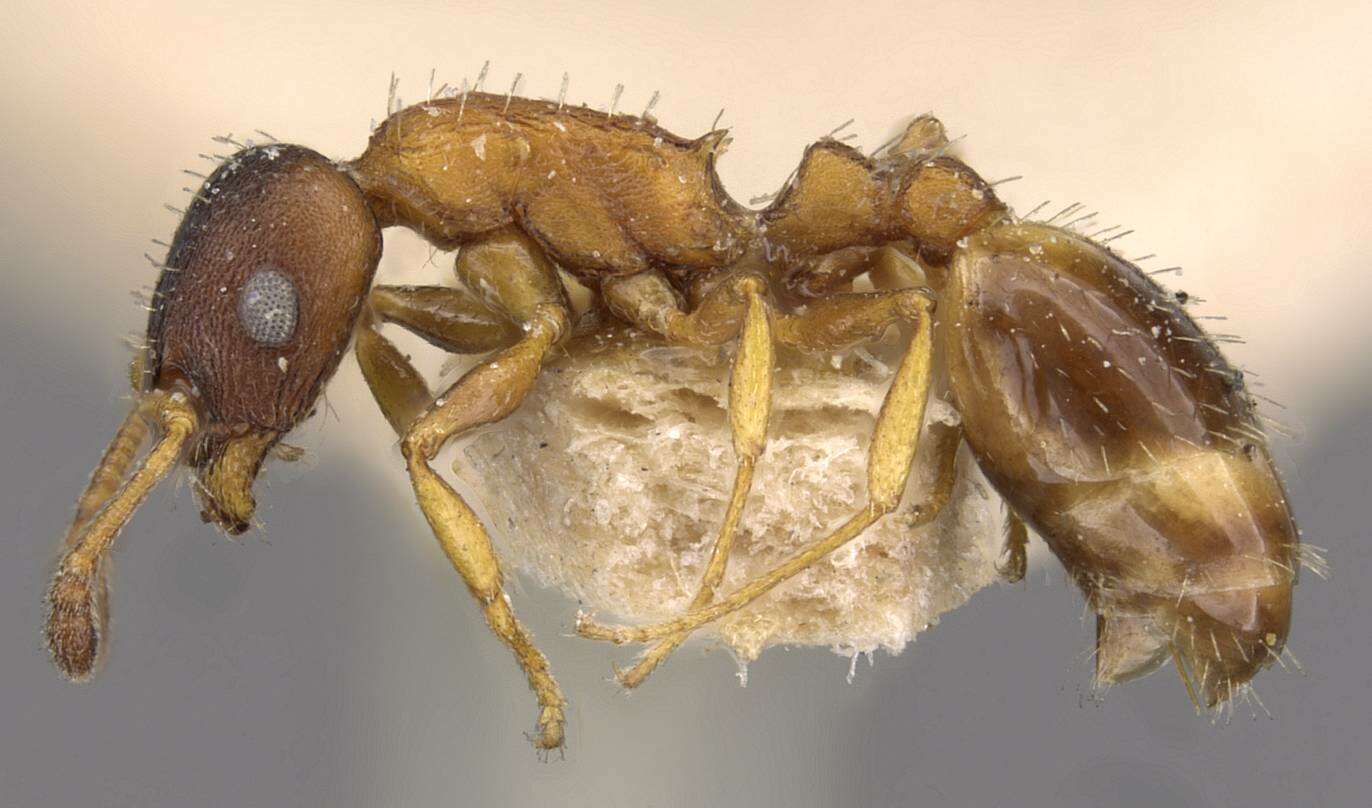 Image of Temnothorax nigriceps