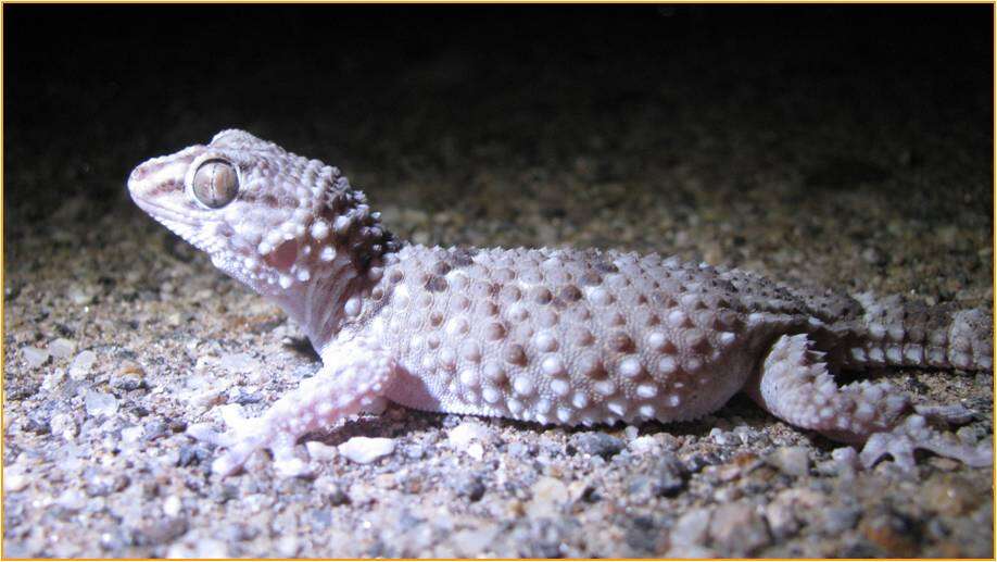 Слика од Chondrodactylus turneri (Gray 1864)