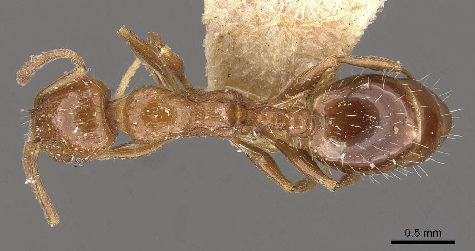 Image of Temnothorax fultonii
