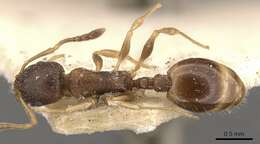 Image de Temnothorax simlensis