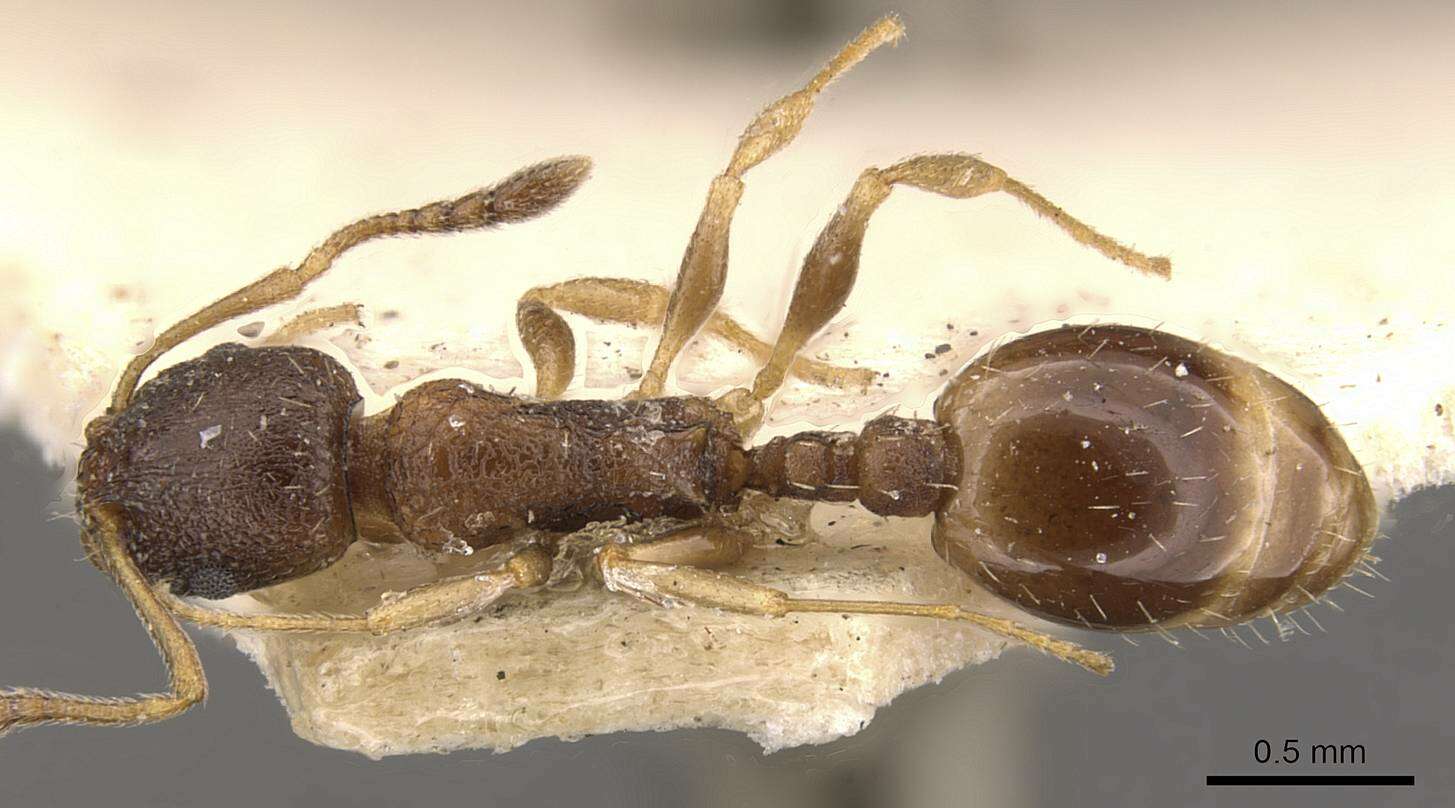 Image de Temnothorax simlensis