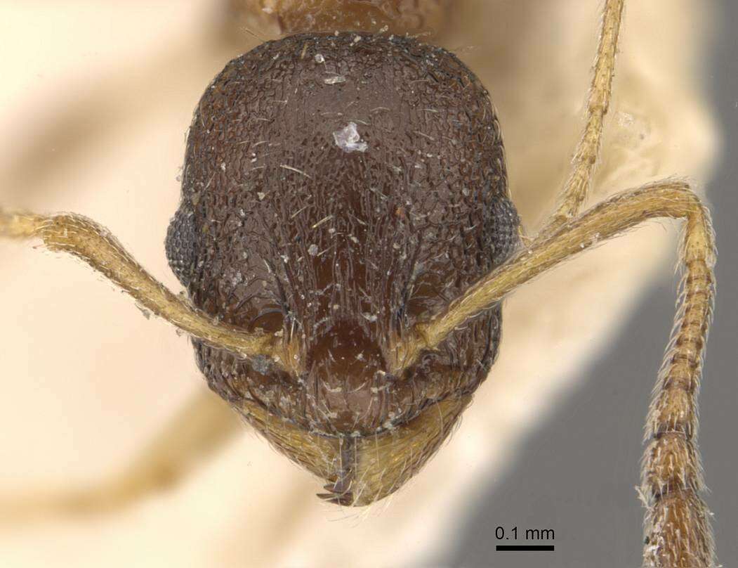 Image de Temnothorax simlensis