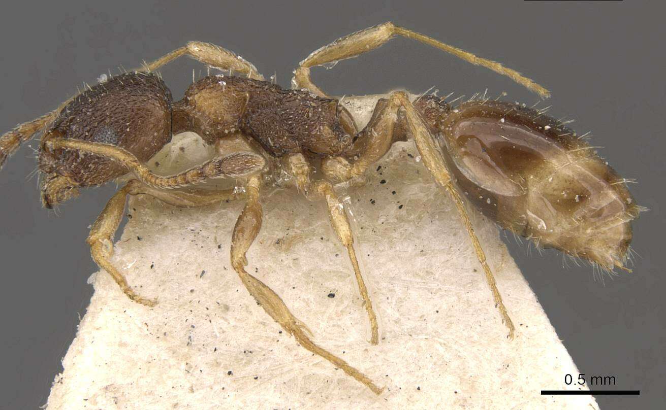 Image de Temnothorax simlensis