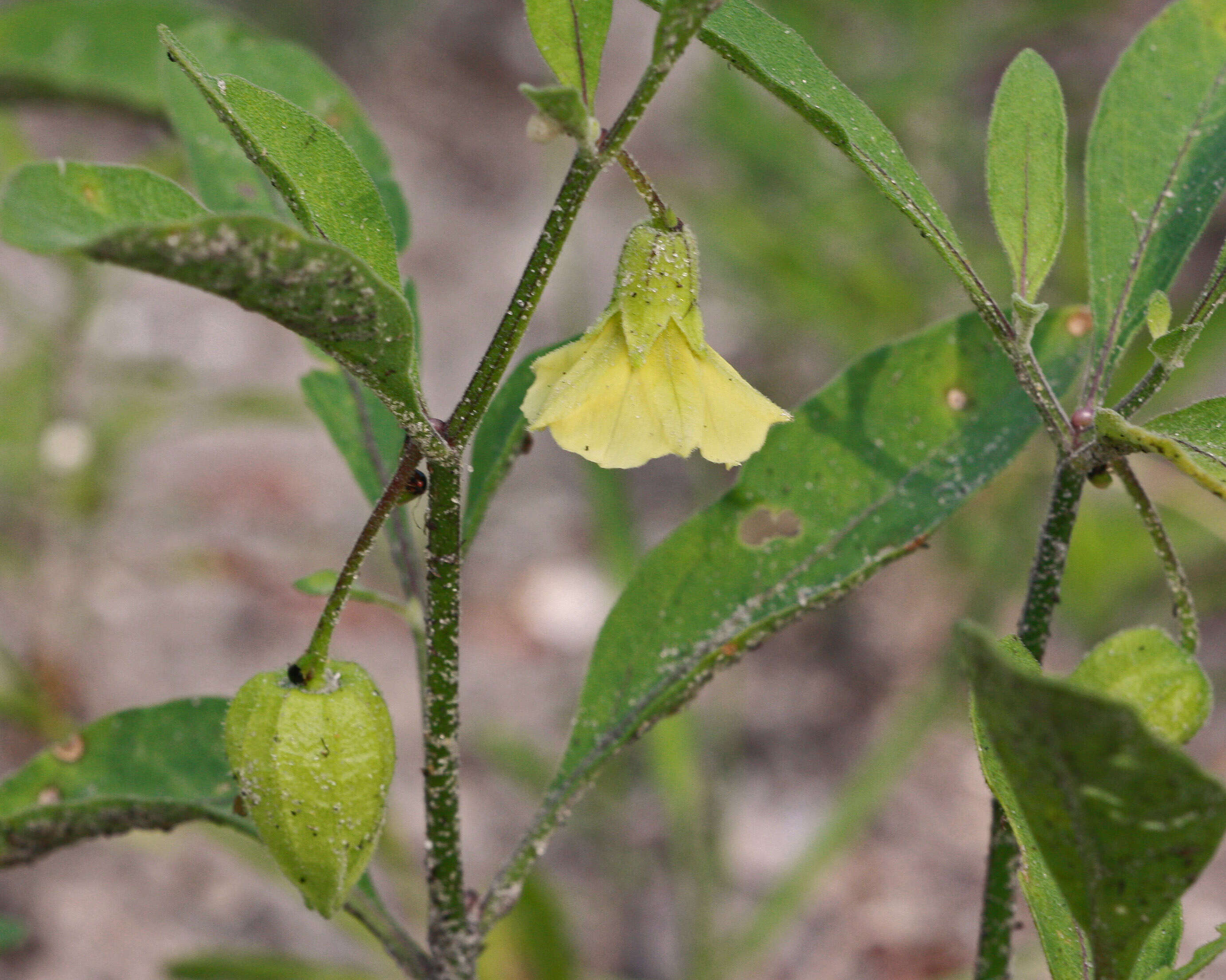 Image of Walter's groundcherry