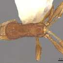 Image of Formicoxenus sibiricus (Forel 1899)