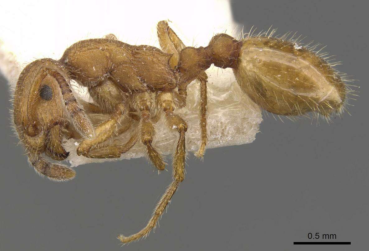 Plancia ëd Formicoxenus