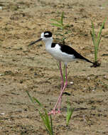 Image of Black-necked Stilt